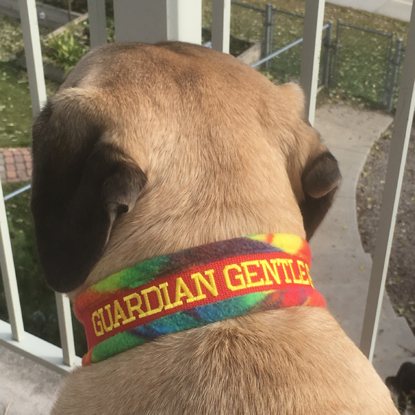 Guardian Gentle Gem Slip Leashes